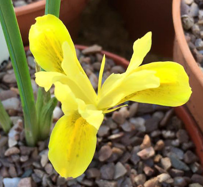 Iris reticulata 'Sunshine' 
